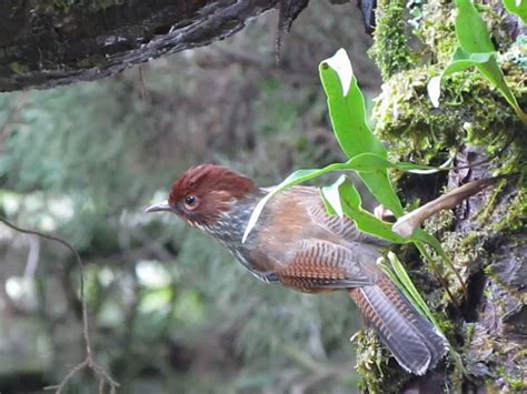 鳥圖|世界鳥類網路圖鑑